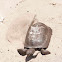 Gopher tortoise