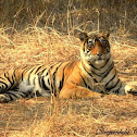 Indian Tiger