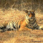 Indian Tiger