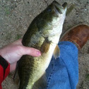 Largemouth Bass