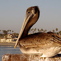 Brown Pelican