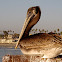 Brown Pelican