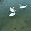 Swan