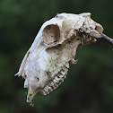 domestic goat skull