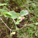 snowberry flower