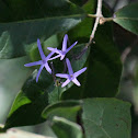 Sandpaper vine