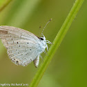 Summer azure