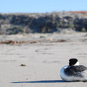 Western Grebe