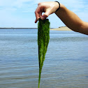Stone Hair Seaweed
