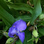 Spiderwort