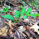 Smooth Solomon's Seal
