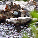 White-throated Dipper - Skorec vodní