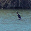 Double crested cormorant