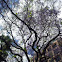 Blue Jacaranda