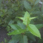 Large leaf plant