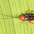 Cockroaches of the World