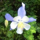 Columbine