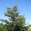 Greek Fir