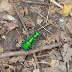 six-spotted tiger beetle