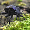 Purple Rimmed Carabus