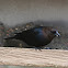 Brown-headed Cowbird