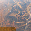 Tadpole eggs! So cool!!