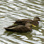 American Black Duck