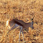 Springbok