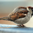 House sparrow