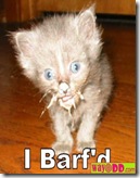 funny-pictures-puke-kitty-11x