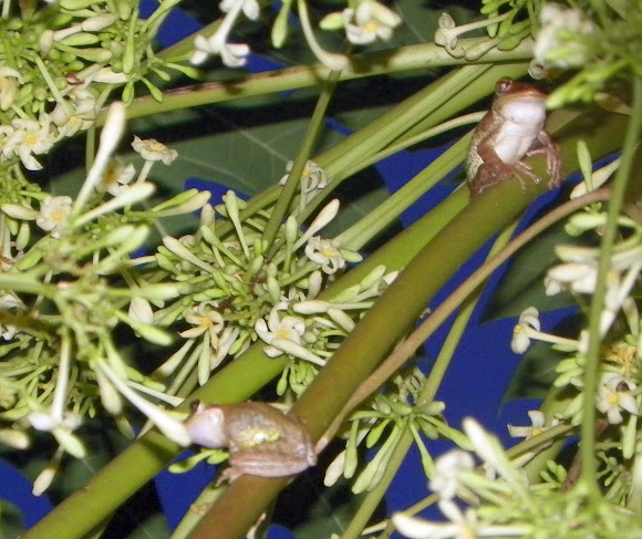 Spotting Image 1