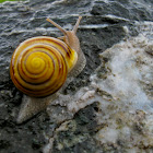 Grove Snail