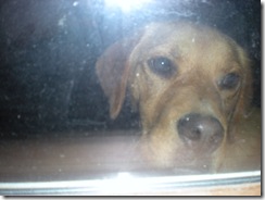 obo the window puppy 003