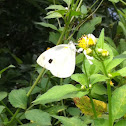Cabbage white butterfly