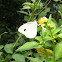 Cabbage white butterfly