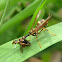 Mantisfly