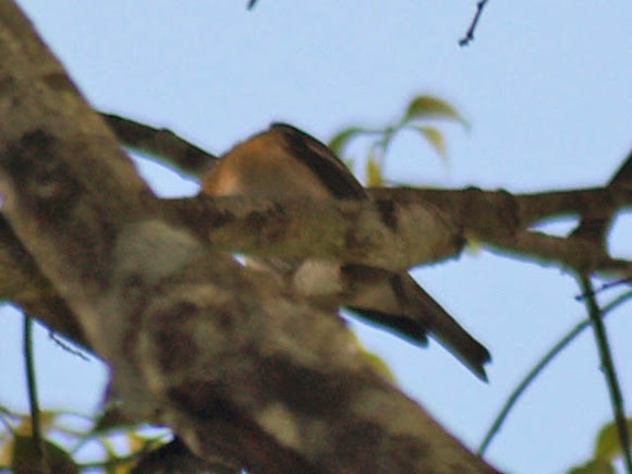 Spotting Image 1