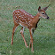 White-tailed Deer