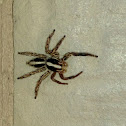 Pantropical Jumper