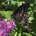 Spicebush Swallowtail