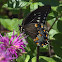 Spicebush Swallowtail