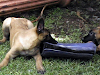 Vendo Cahorros Belga Malinois