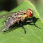 Flesh Fly