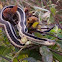 Garter Snake