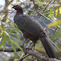 Dusky-legged Guan