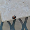 Cactus Ladybug