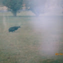 Black Vulture