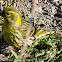 Serin; Verdecillo