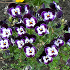 Pansy