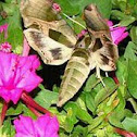 Pandora Sphinx Moth